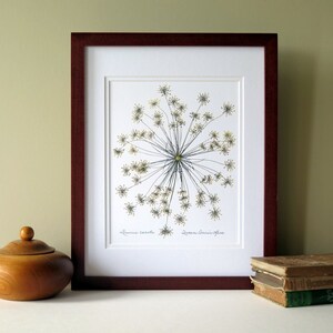 Pressed flower print, 11x14 double matted, Queen Anne's Lace wildflower single bloom, wall decor no. 0013 image 6