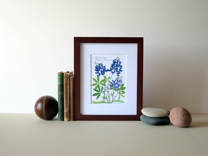 Pressed flower print, 8 x 10 matted, Texas Bluebonnets, Bluebonnet wildflowers, home and garden, botanical art, no. 002 image 3