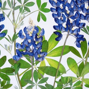 Pressed flowers print, 11x14 double matted, Texas Bluebonnets, Texas wildflowers, Texan gift, botanical art print, wall decor no. 0030 image 5