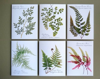 Set of 6 botanical pressed fern cards, green woodland ferns, card gift set, house warming gift, great price, printed fern greeting cards