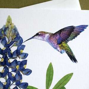 Bluebonnet wildflower with hummingbird, Texas bluebonnet, gift for a Texan, botanical greeting card, no.1152 image 8