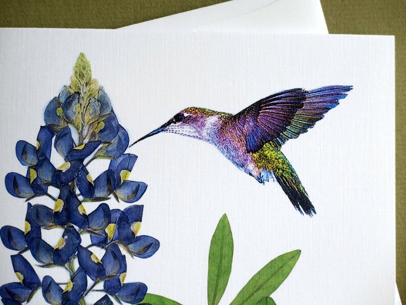 Bluebonnet wildflower with hummingbird, Texas bluebonnet, gift for a Texan, botanical greeting card, no.1152 image 8