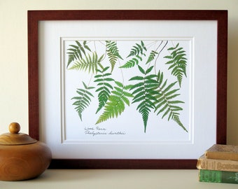 Pressed fern print, 11x14 double matted, Wood Ferns, woodland botanical art print, herbarium specimen, wall art decor no. 0087