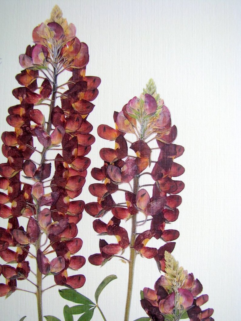 pressed flower botanical print 11x14 double matted texas