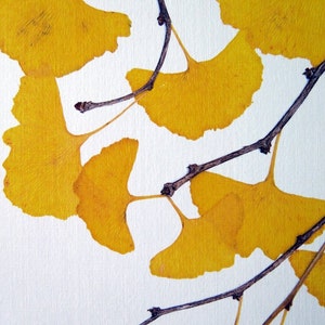 Pressed Ginkgo leaves print, 11x14 double matted, Ginkgo tree leaves, golden, yellow, wall decor art no. 0099 zdjęcie 4