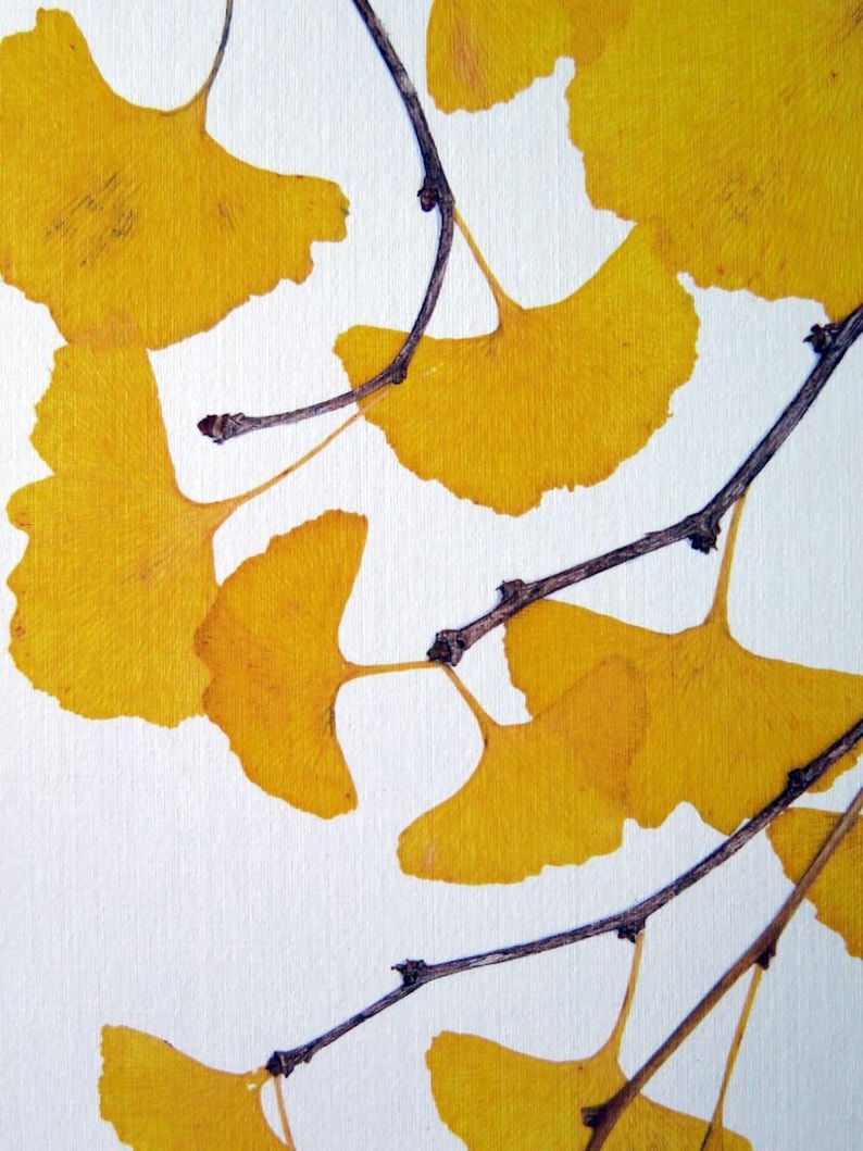 Pressed Ginkgo leaves print, 11x14 double matted, Ginkgo tree leaves, golden, yellow, wall decor art no. 0099 zdjęcie 4