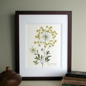 Pressed wildflower print, 11x14 double matted, Queen Anne's Lace, bloom and stem, flower print, wall art no. 0045 image 1