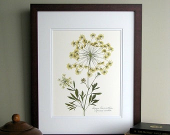Pressed wildflower print, 11x14 double matted, Queen Anne's Lace, bloom and stem, flower print, wall art no. 0045