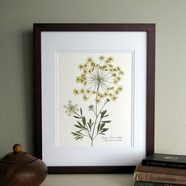 Pressed wildflower print, 11x14 double matted, Queen Anne's Lace, bloom and stem, flower print, wall art no. 0045