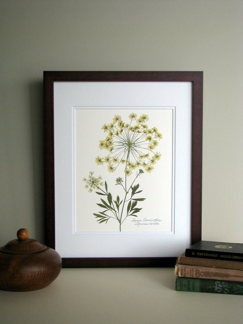 Pressed wildflower print, 11x14 double matted, Queen Anne's Lace, bloom and stem, flower print, wall art no. 0045 image 1