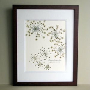 Pressed flower print, 11x14 double matted, Queen Anne's Lace wildflowers botanical, wall decor no. 0014 image 4