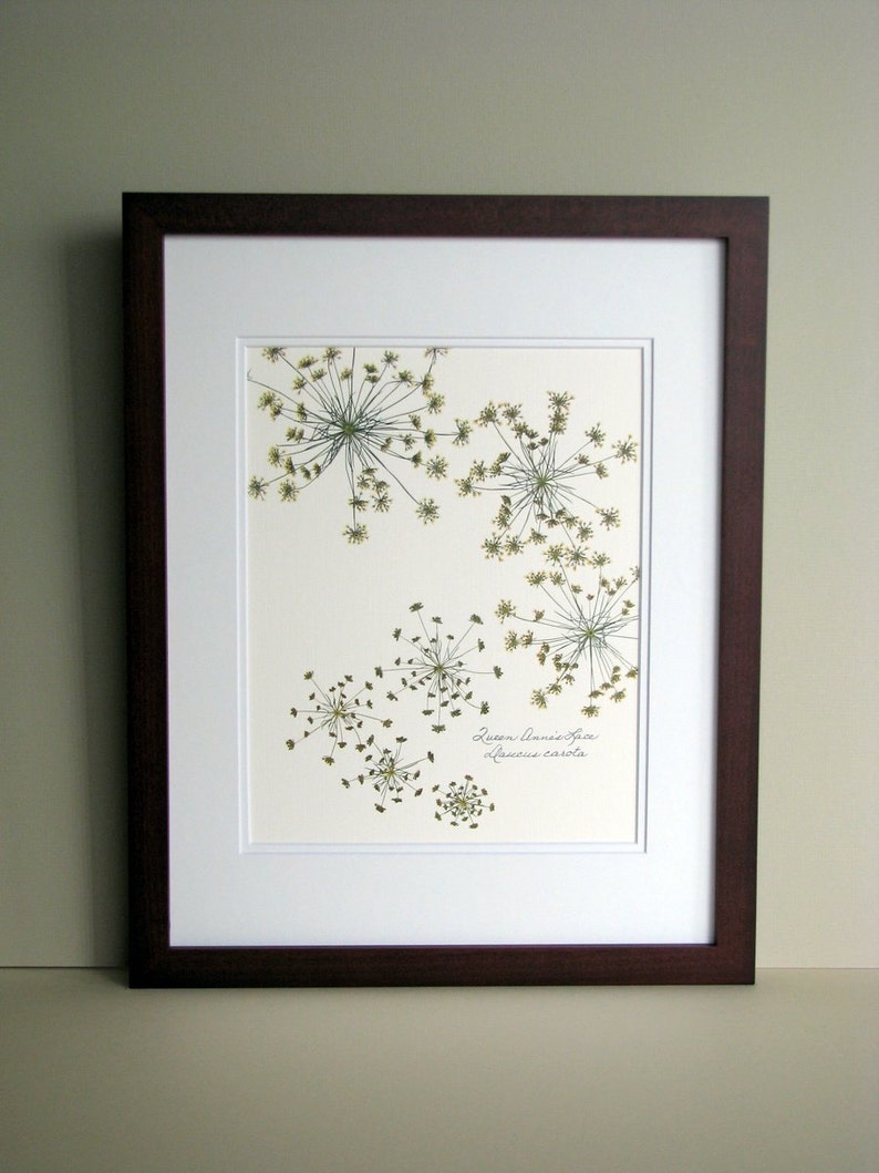 Pressed flower print, 11x14 double matted, Queen Anne's Lace wildflowers botanical, wall decor no. 0014 image 4