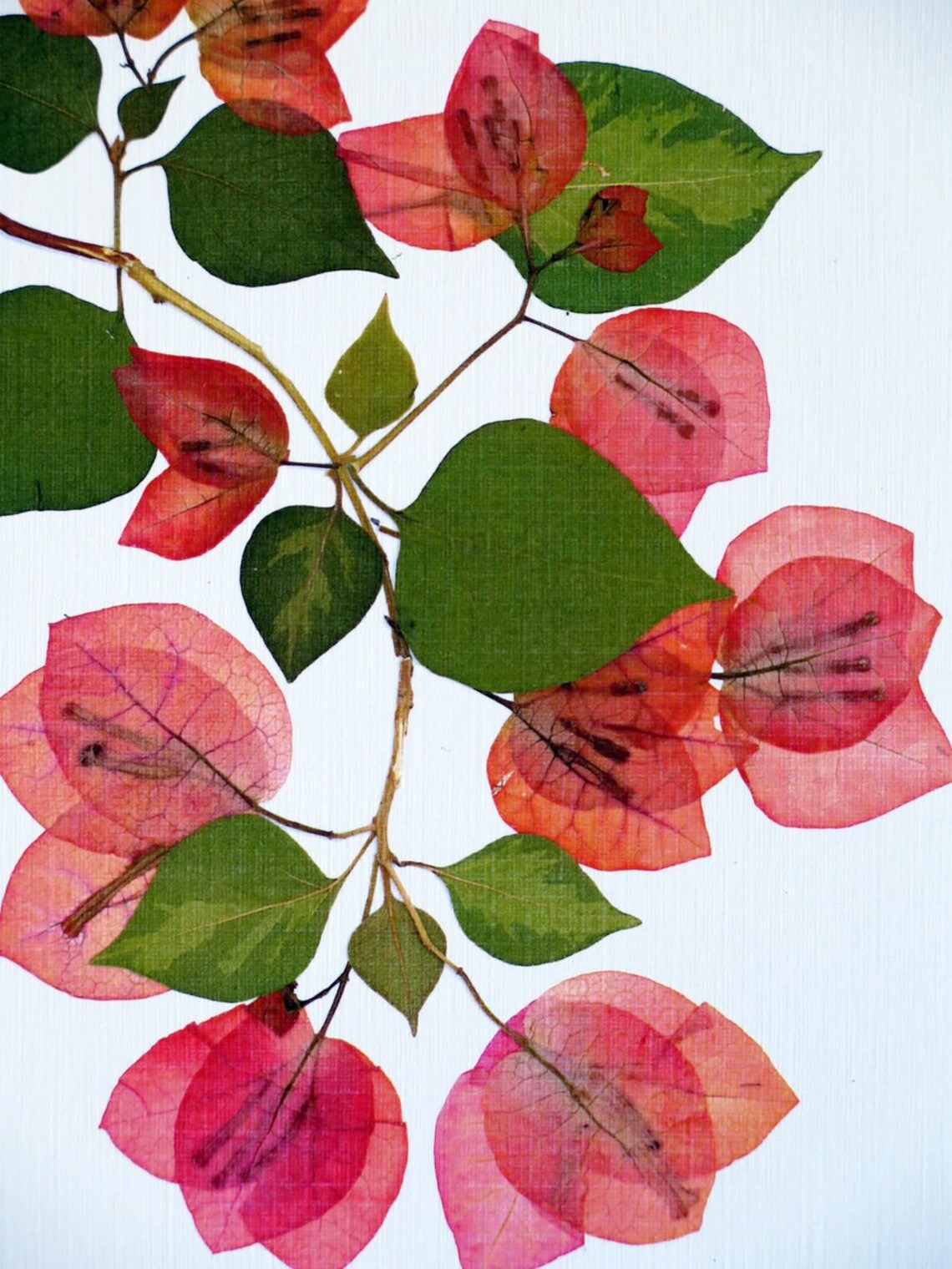 Pressed Flower Print 8 X 10 Matted Bougainvillea Etsy