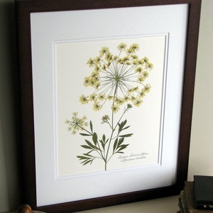 Pressed wildflower print, 11x14 double matted, Queen Anne's Lace, bloom and stem, flower print, wall art no. 0045 image 5