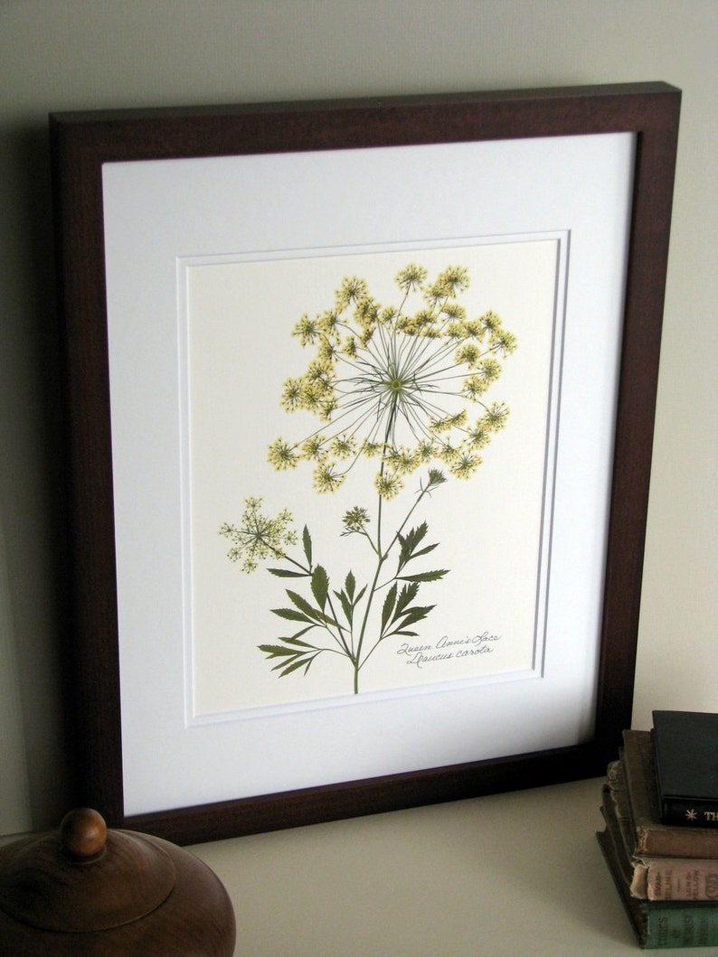 Pressed wildflower print, 11x14 double matted, Queen Anne's Lace, bloom and stem, flower print, wall art no. 0045 image 5