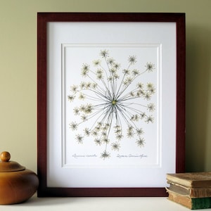 Pressed flower print, 11x14 double matted, Queen Anne's Lace wildflower single bloom, wall decor no. 0013 image 2