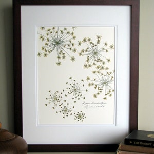 Pressed flower print, 11x14 double matted, Queen Anne's Lace wildflowers botanical, wall decor no. 0014 image 2