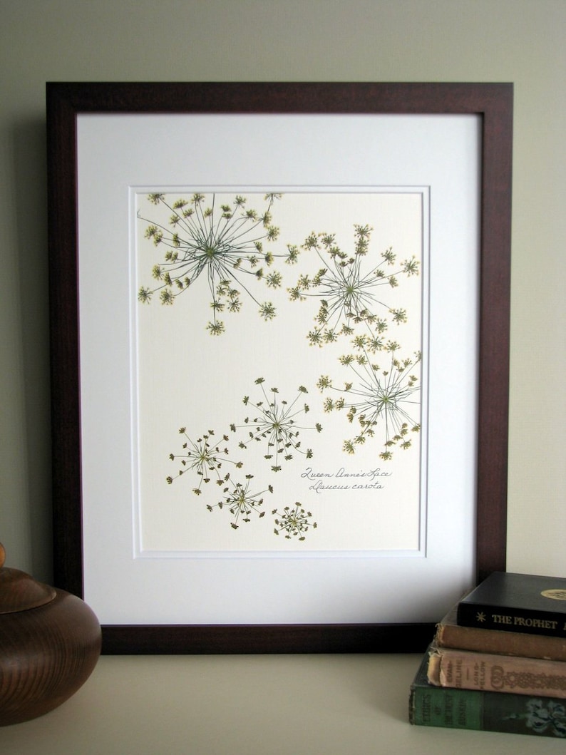 Pressed flower print, 11x14 double matted, Queen Anne's Lace wildflowers botanical, wall decor no. 0014 image 2