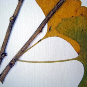 Pressed leaf print, 11x14 double matted, pressed Ginkgo leaves, tree branch, Ginkgo tree, wall art no. 0085 image 4