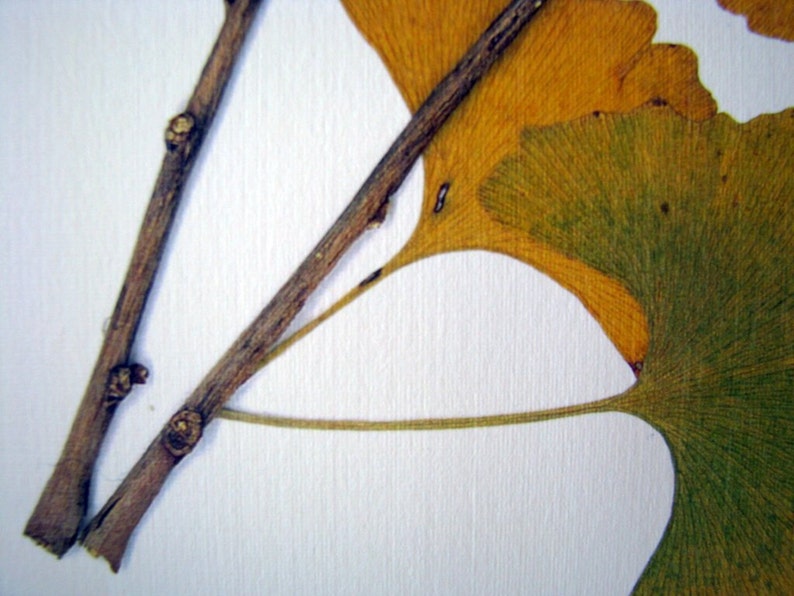 Pressed leaf print, 11x14 double matted, pressed Ginkgo leaves, tree branch, Ginkgo tree, wall art no. 0085 image 4