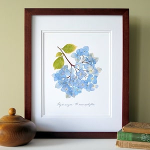 Pressed flower print, 11x14 double matted, Blue Hydrangea flowers, wall decor no. 0012