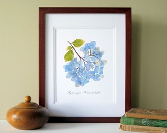 Pressed flower print, 11x14 double matted, Blue Hydrangea flowers, wall decor no. 0012