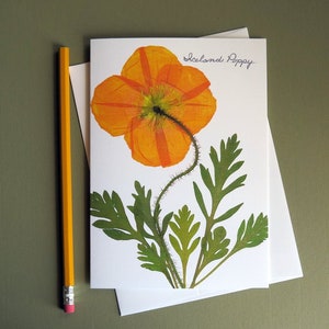 Orange Iceland Poppy flower, pressed flower note card, poppy flower, floral card image, botanical greeting card, no.1124