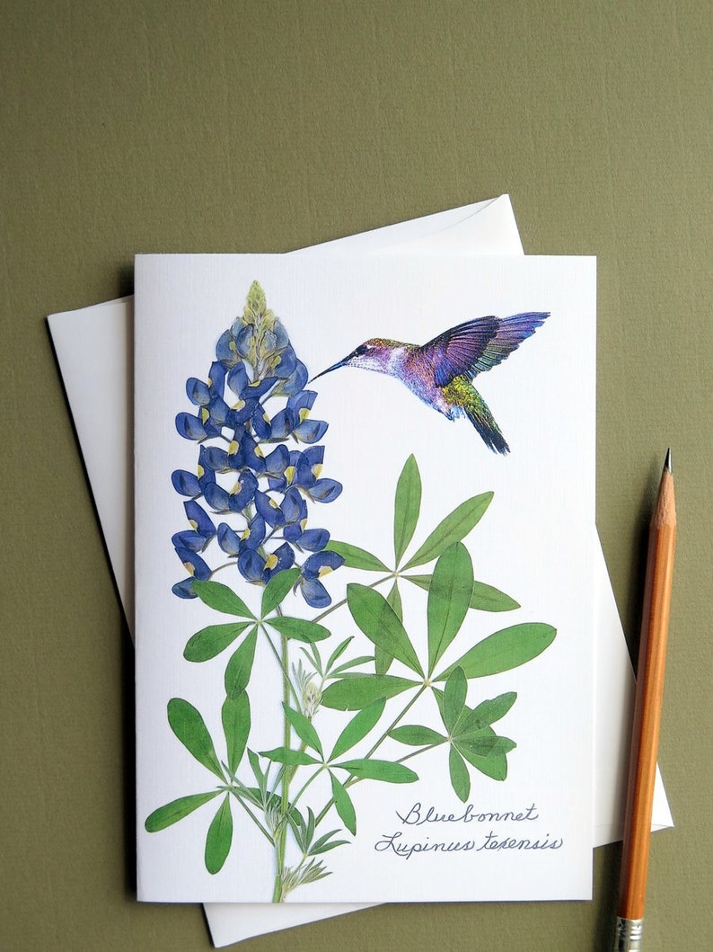 Bluebonnet wildflower with hummingbird, Texas bluebonnet, gift for a Texan, botanical greeting card, no.1152 image 6