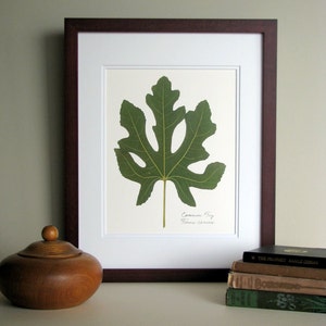 Pressed leaf print, 11x14 double matted, Common Fig leaf art print, simple green leaf print,  botanical wall decor no. 0072