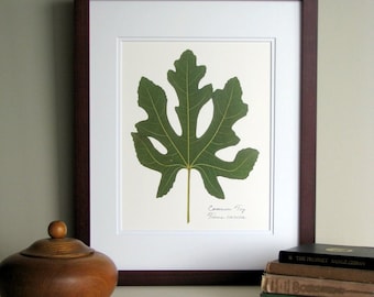 Pressed leaf print, 11x14 double matted, Common Fig leaf art print, simple green leaf print,  botanical wall decor no. 0072