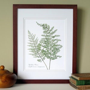 Pressed fern botanical art print, 11x14 double matted print, Mother ferns, fern wall decor no. 0092