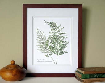 Pressed fern botanical art print, 11x14 double matted print, Mother ferns, fern wall decor no. 0092