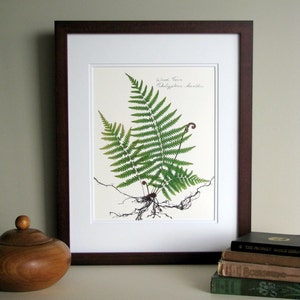 Pressed fern print, 11x14 double matted, wood fern study with roots, fiddlehead ferns botanical, wall decor no. 0070