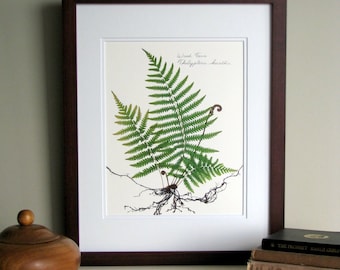 Pressed fern print, 11x14 double matted, wood fern study with roots, fiddlehead ferns botanical, wall decor no. 0070