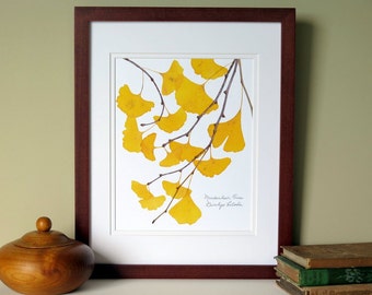 Pressed Ginkgo leaves print, 11x14 double matted, Ginkgo tree leaves, golden, yellow, wall decor art no. 0099