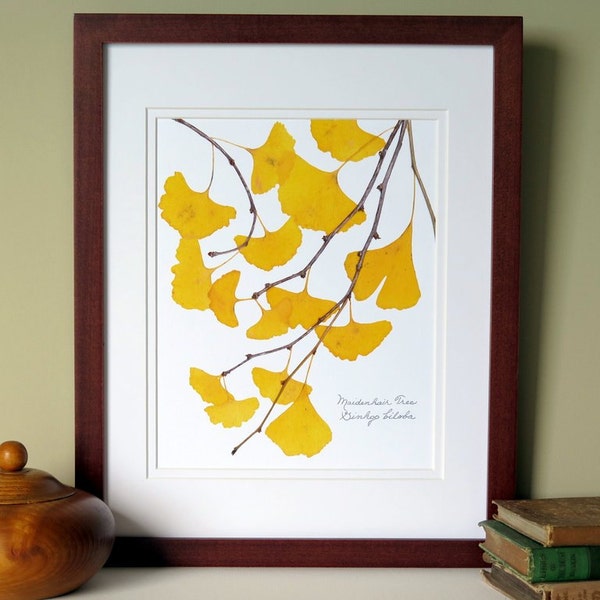 Pressed Ginkgo leaves print, 11x14 double matted, Ginkgo tree leaves, golden, yellow, wall decor art no. 0099