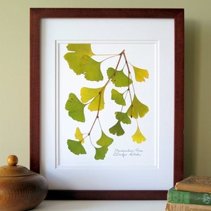 Pressed Ginkgo leaves print, 11x14 double matted, botanical art, wall decor no. 0033