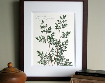 Pressed fern print, 11x14 double matted, Arborvitae woodland fern, wall decor no. 0058