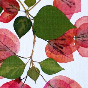 Bougainvillea flowers, branch, green leaves, floral card, botanical, Bougainvilleas pressed flower greeting card, no.1033 image 3