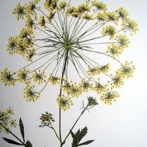 Pressed wildflower print, 11x14 double matted, Queen Anne's Lace, bloom and stem, flower print, wall art no. 0045 image 2