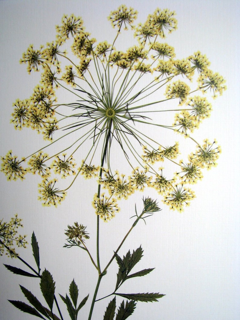 Pressed wildflower print, 11x14 double matted, Queen Anne's Lace, bloom and stem, flower print, wall art no. 0045 image 2