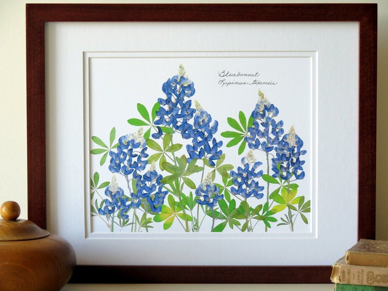 Pressed flower art print, 11x14 double matted, Texas Bluebonnets, Texas wildflowers, gift idea for a Texan, botanical wall art no. 0109 image 2