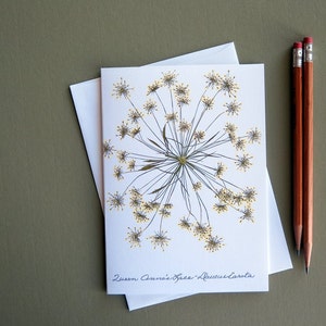 Queen Anne's Lace flower, single bloom, dried wildflower art, card for her, nature notecard, botanical pressed flower greeting card, no.1021