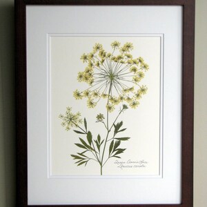 Pressed wildflower print, 11x14 double matted, Queen Anne's Lace, bloom and stem, flower print, wall art no. 0045 image 3