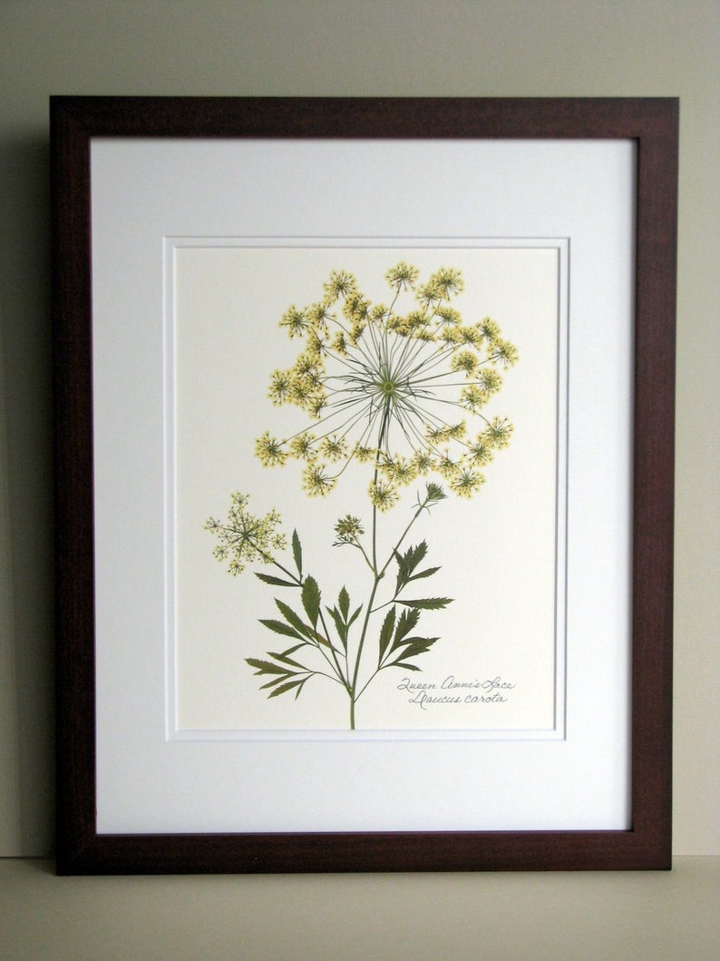 Pressed wildflower print, 11x14 double matted, Queen Anne's Lace, bloom and stem, flower print, wall art no. 0045 image 3