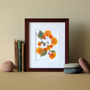 Pressed flower art, 8 x 10 matted, Bougainvillea blooms, flat flower designs, Apricot, botanical wall hanging art no. 066 image 1