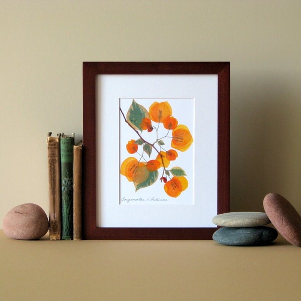 Pressed flower art, 8" x 10" matted, Bougainvillea blooms, flat flower designs, Apricot, botanical wall hanging art no. 066