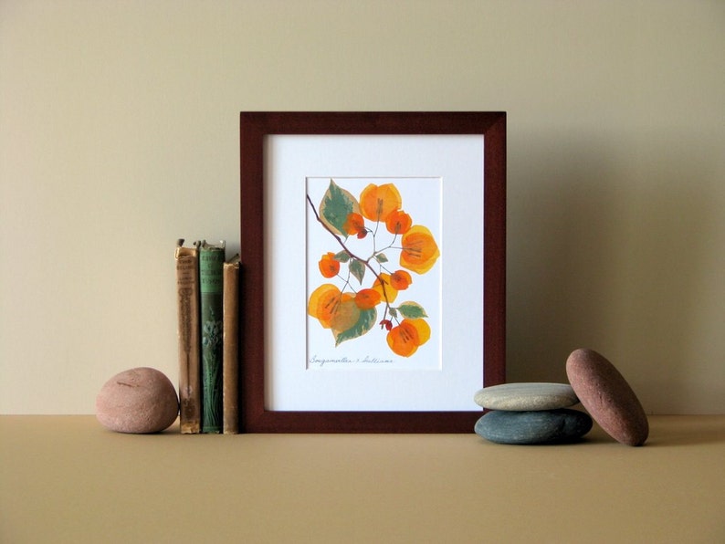 Pressed flower art, 8 x 10 matted, Bougainvillea blooms, flat flower designs, Apricot, botanical wall hanging art no. 066 image 1