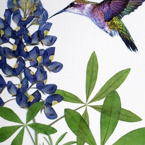 Bluebonnet wildflower with hummingbird, Texas bluebonnet, gift for a Texan, botanical greeting card, no.1152 image 4