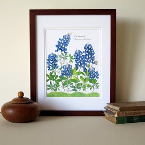 Pressed flowers print, 11x14 double matted, Texas Bluebonnets, Texas wildflowers, Texan gift, botanical art print, wall decor no. 0030 image 2